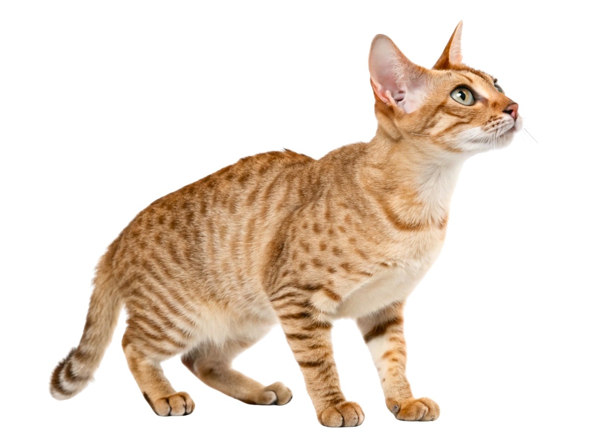 Americký bobtail v celé postavě